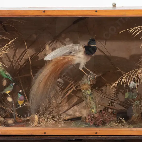 Victorian Glazed Taxidermy Display