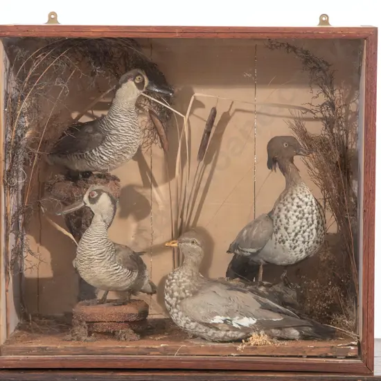 Victorian Glazed Taxidermy Display