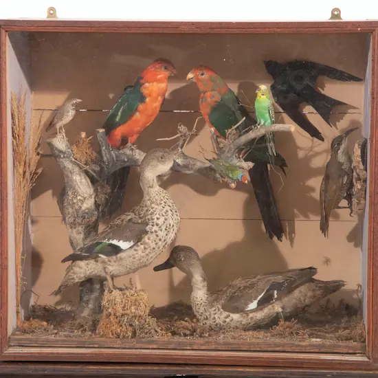 Victorian Glazed Taxidermy Display
