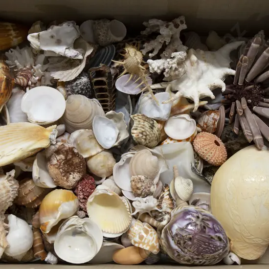 Small Box Qty Shells