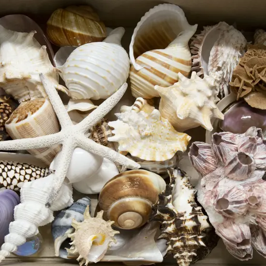 Small Box Qty Shells