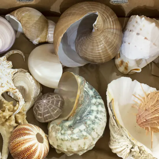Box Qty Shells