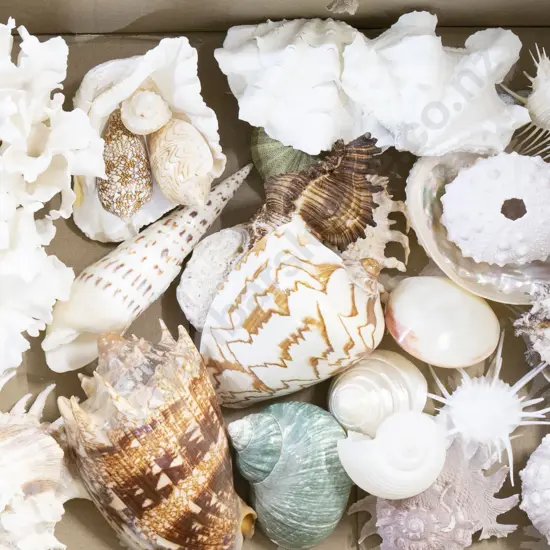 Box Qty Shells