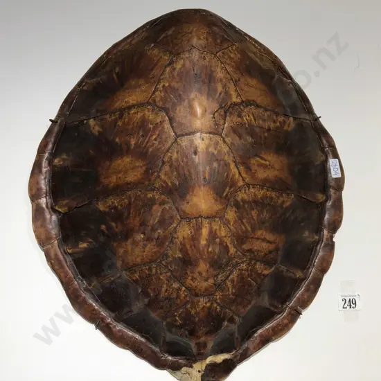 Tortoise Shell (Some Damage)