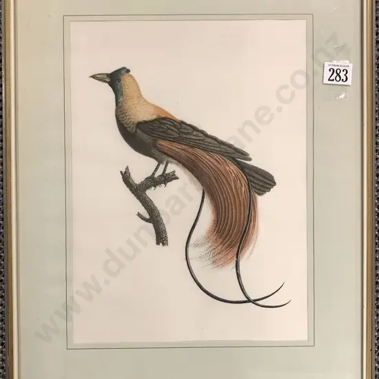 Ornithological Silk Print