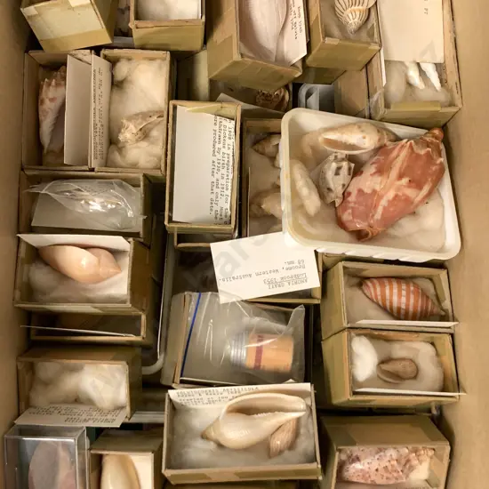 Large Box Of Assorted Shells