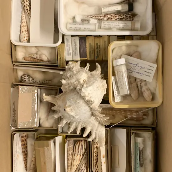 Large Box Of Assorted Shells