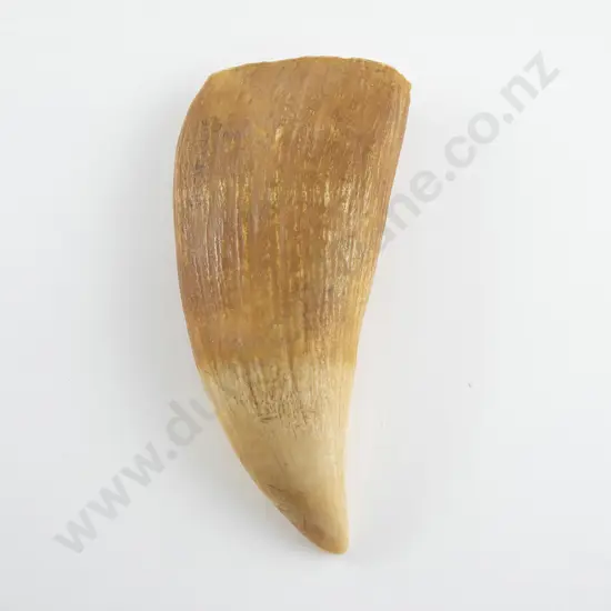 Sperm Whale tooth
