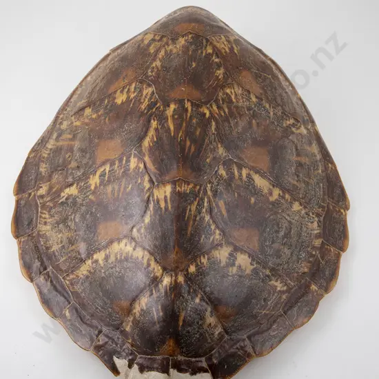 Tortoise Carapace (Faults)