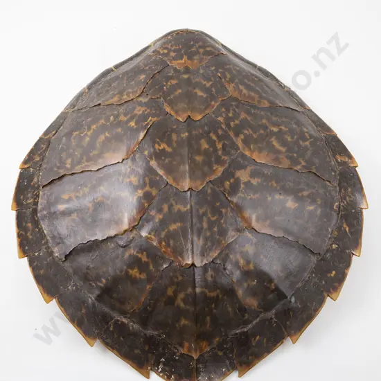 Tortoise Carapace