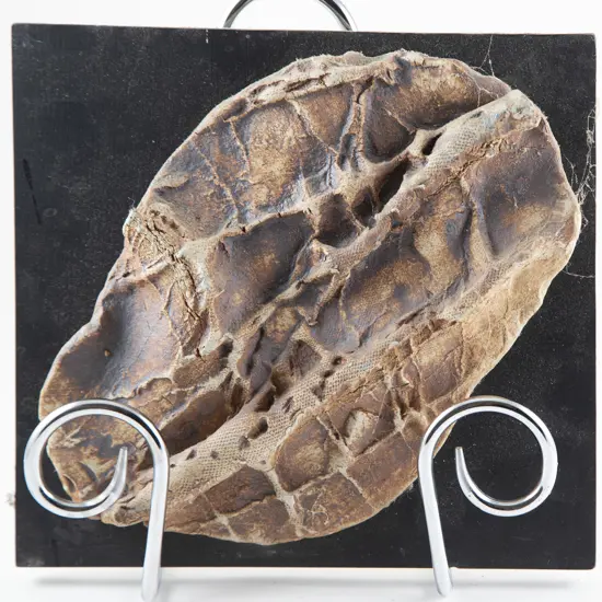 Doreen Blumhardt Rock Impression Wall Hanging