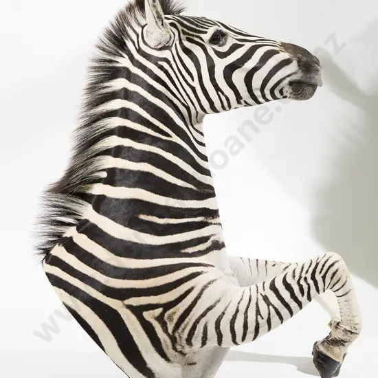 Taxidermy Full Zebra Head Mount