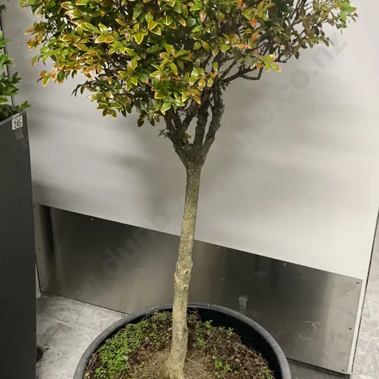 Small Tree in Pot
