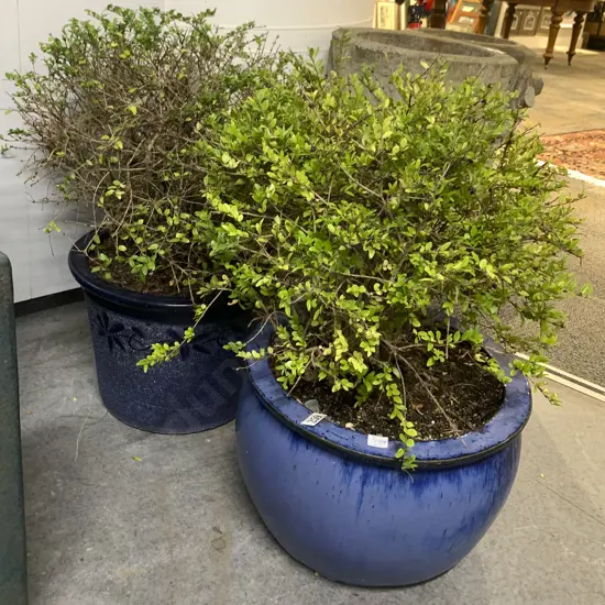 Two Blue Planters and Plants