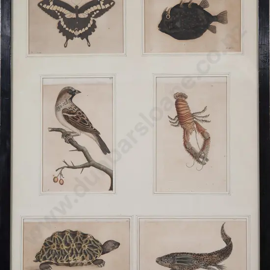 Six Framed Hand Coloured Engravings from George Shaw & Frederick Nodder 'The Naturalist's Miscellany'