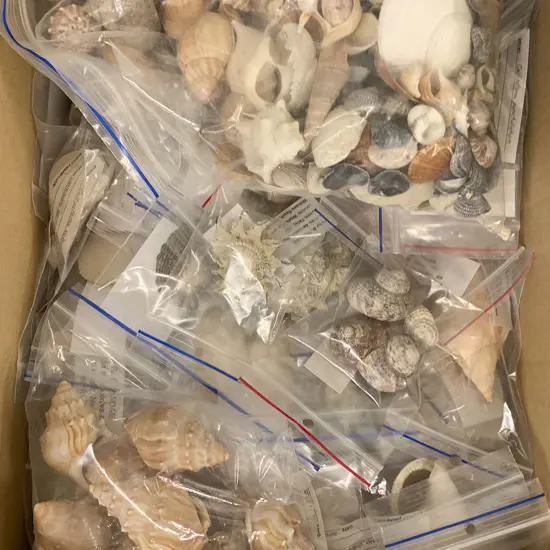 Box of Assorted Shells