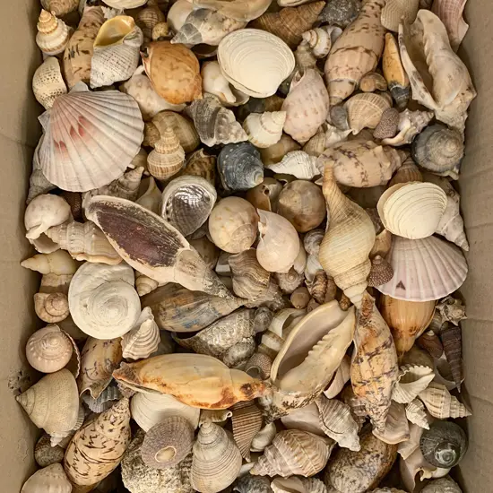 Box of Assorted Shells