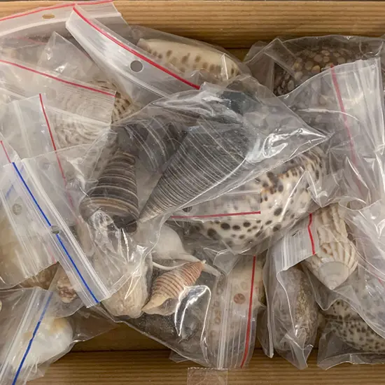 Box of Assorted Shells