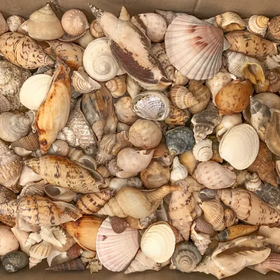 Box of Assorted NZ Sea Shells