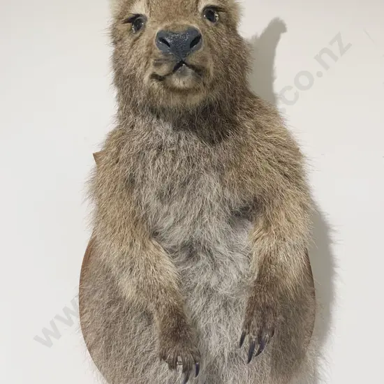 Mounted Taxidermy Wallaby