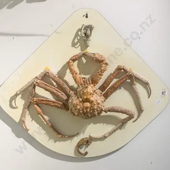 Mounted Spider Crab