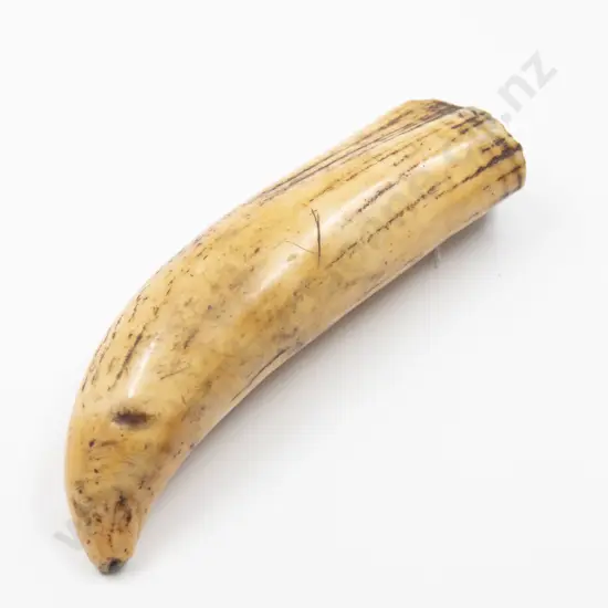 Sperm whales tooth