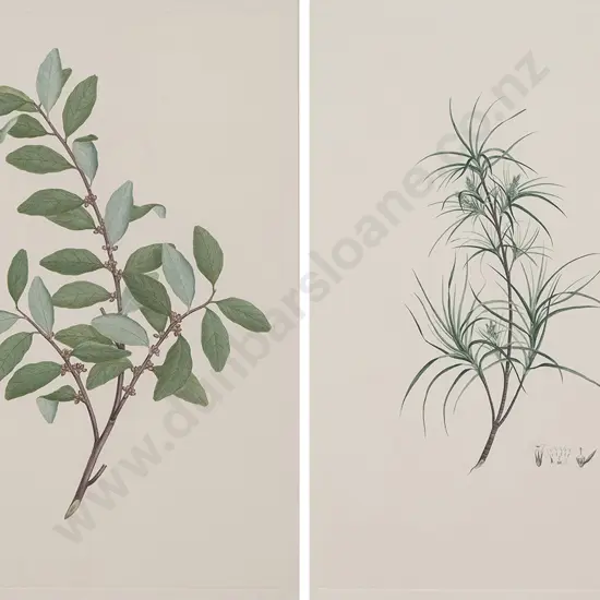 After Sydney Parkinson - Two Banks' Florilegium Prints