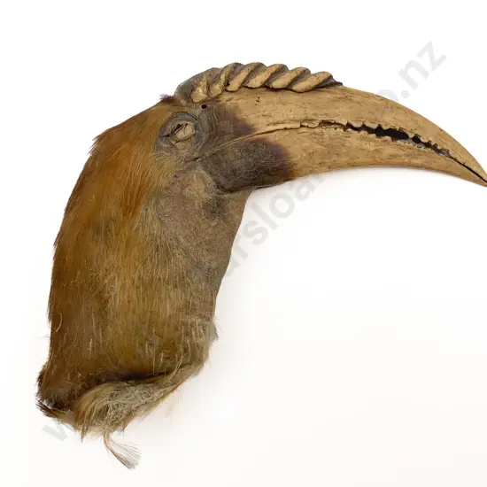 Taxidermy Head of Hornbill
