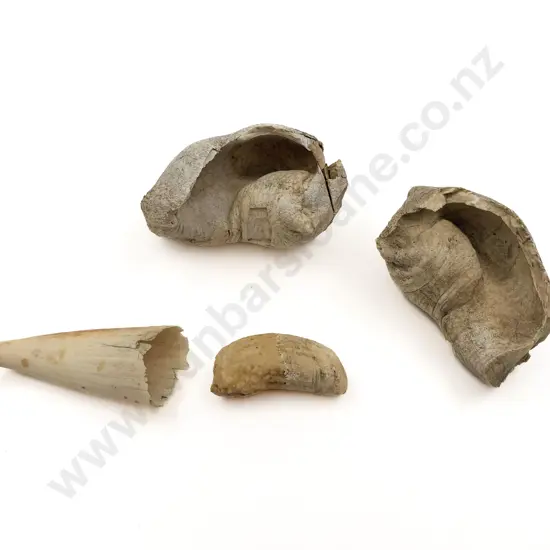 Small Quantity of Fossils Including Tooth