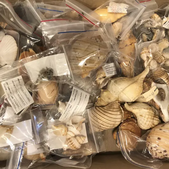 Box of Assorted Shells