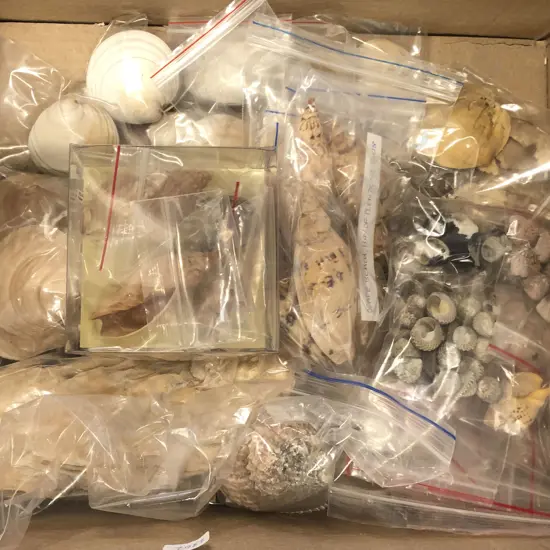 Box of Assorted Shells
