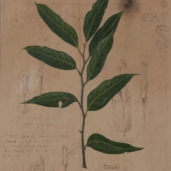 Tabatha Forbes (1972-) - Titoki [Alectryon excelsus]