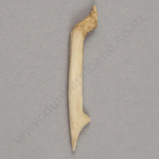 Bone Fish Hook