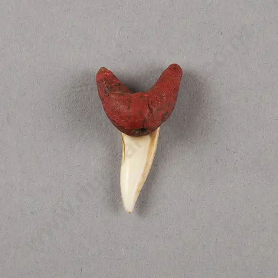 Mako (Shark Tooth Ear Pendant)