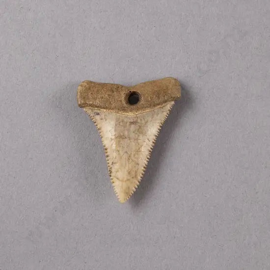 Mako (Shark Tooth Ear Pendant)