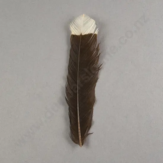Huia Feather
