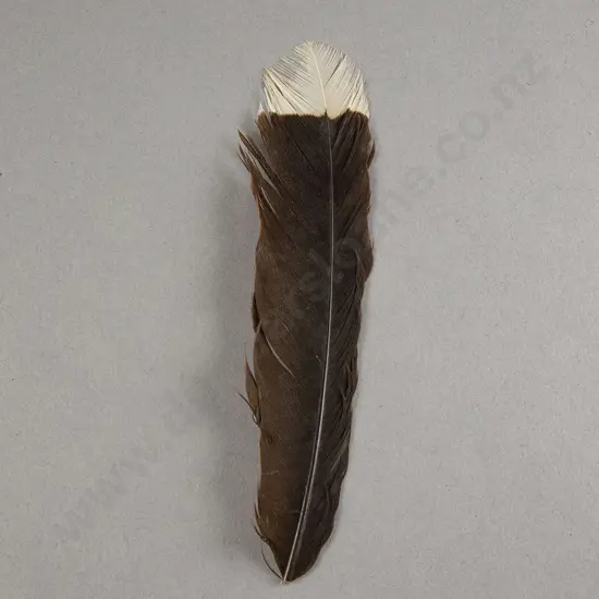 Huia Feather