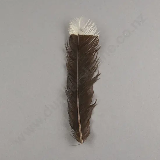 Huia Feather