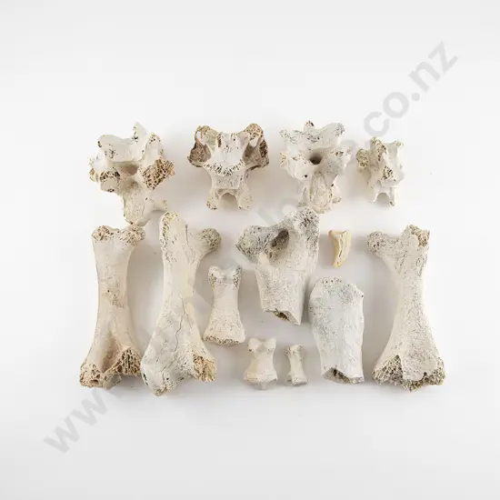 Thirteen Assorted Moa Bones