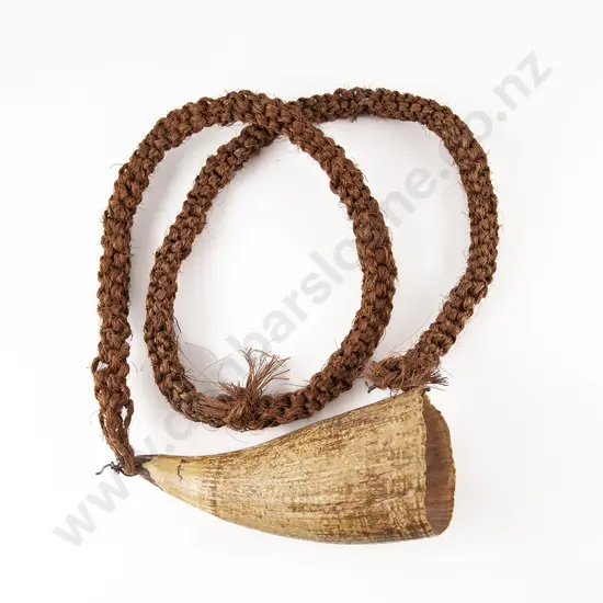 Fijian Tabua (Ceremonial Marine Ivory Tooth)