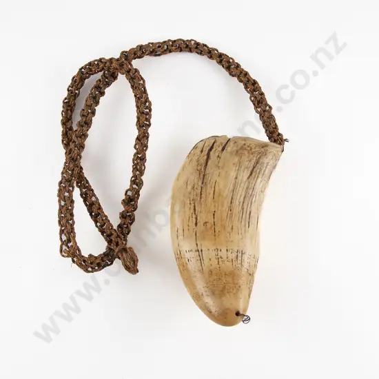 Fijian Tabua (Ceremonial Marine Ivory Tooth)