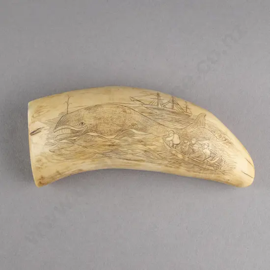 Scrimshaw Whales Tooth