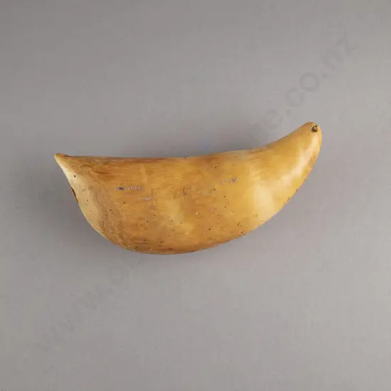 A Fijian Tabua (Ceremonial Marine Ivory Tooth)