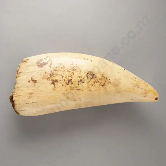 A large And Impressive 19th Century Fijian Tabua (Ceremonial Whales Tooth)