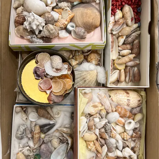Box Quantity of Assorted Shells