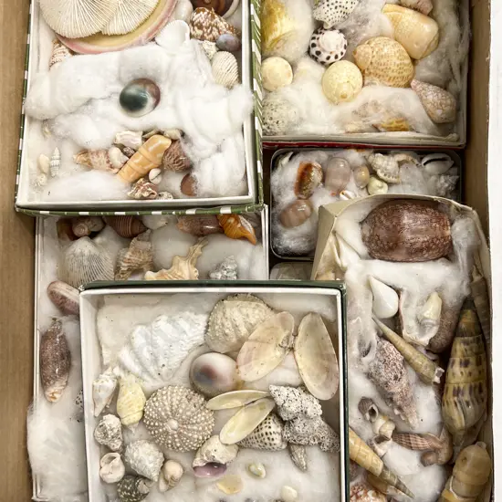 Box Quantity of Assorted Shells
