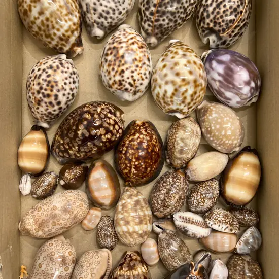 Box Quantity of Assorted Shells