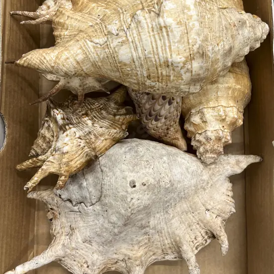 Box Quantity of Assorted Larger Shells
