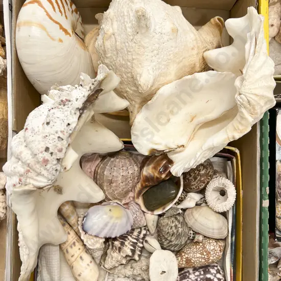 Box Quantity of Assorted Shells