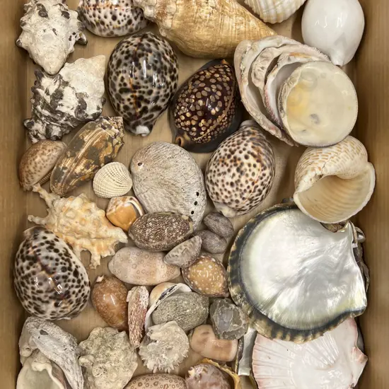 Box Quantity of Assorted Shells